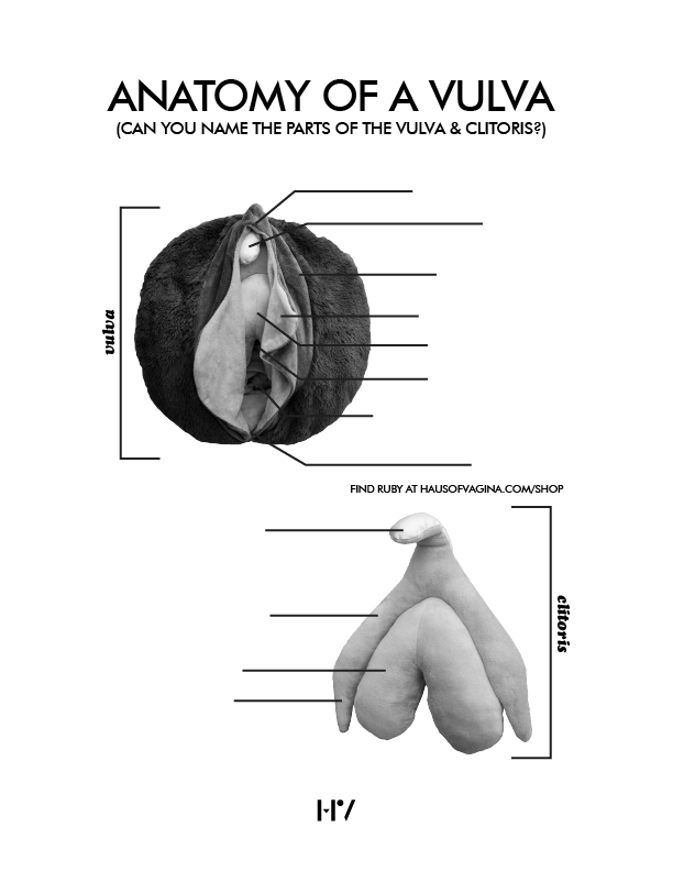 Anatomy of a Vulva Worksheet