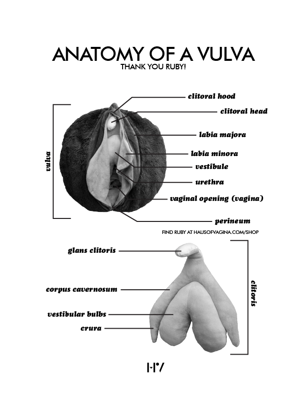 Anatomy of a Vulva Worksheet